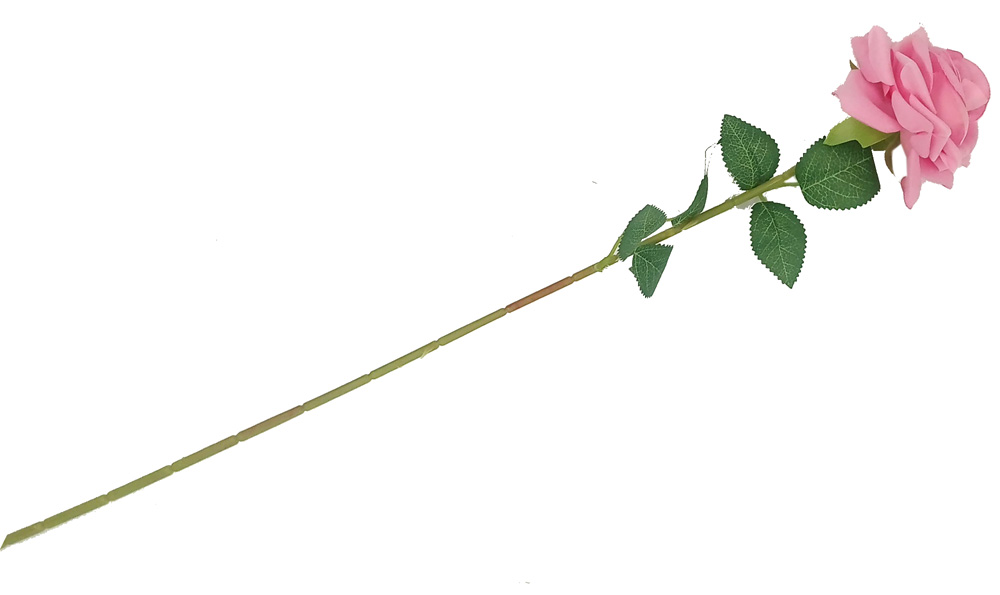 Rosa rosa 53cm